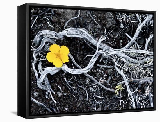 Yellow Poppy, Kamchatka, Russia-Daisy Gilardini-Framed Stretched Canvas