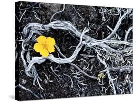Yellow Poppy, Kamchatka, Russia-Daisy Gilardini-Stretched Canvas