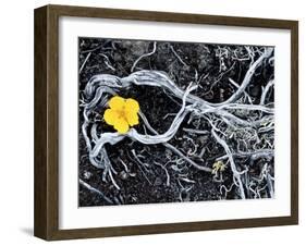 Yellow Poppy, Kamchatka, Russia-Daisy Gilardini-Framed Photographic Print