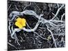 Yellow Poppy, Kamchatka, Russia-Daisy Gilardini-Mounted Photographic Print