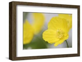 Yellow Poppy, Welsh Poppy, Meconopsis Cambrica-Andreas Keil-Framed Photographic Print