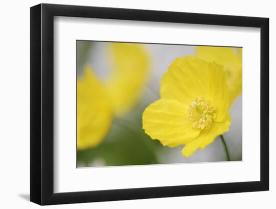 Yellow Poppy, Welsh Poppy, Meconopsis Cambrica-Andreas Keil-Framed Photographic Print