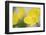 Yellow Poppy, Welsh Poppy, Meconopsis Cambrica-Andreas Keil-Framed Photographic Print