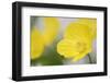 Yellow Poppy, Welsh Poppy, Meconopsis Cambrica-Andreas Keil-Framed Photographic Print