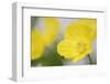 Yellow Poppy, Welsh Poppy, Meconopsis Cambrica-Andreas Keil-Framed Photographic Print