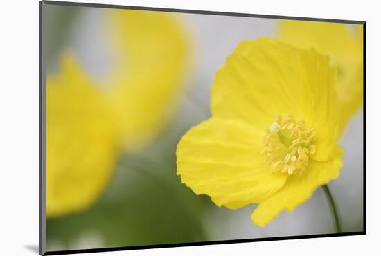 Yellow Poppy, Welsh Poppy, Meconopsis Cambrica-Andreas Keil-Mounted Photographic Print