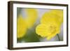 Yellow Poppy, Welsh Poppy, Meconopsis Cambrica-Andreas Keil-Framed Photographic Print