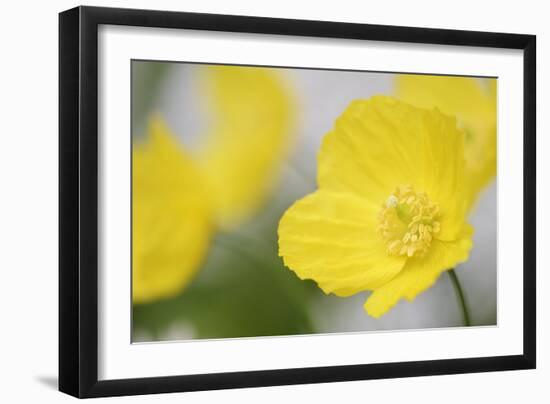 Yellow Poppy, Welsh Poppy, Meconopsis Cambrica-Andreas Keil-Framed Photographic Print