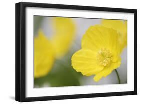 Yellow Poppy, Welsh Poppy, Meconopsis Cambrica-Andreas Keil-Framed Photographic Print