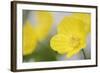 Yellow Poppy, Welsh Poppy, Meconopsis Cambrica-Andreas Keil-Framed Photographic Print