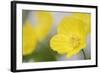 Yellow Poppy, Welsh Poppy, Meconopsis Cambrica-Andreas Keil-Framed Photographic Print