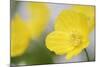 Yellow Poppy, Welsh Poppy, Meconopsis Cambrica-Andreas Keil-Mounted Photographic Print