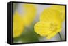 Yellow Poppy, Welsh Poppy, Meconopsis Cambrica-Andreas Keil-Framed Stretched Canvas