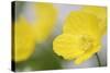 Yellow Poppy, Welsh Poppy, Meconopsis Cambrica-Andreas Keil-Stretched Canvas