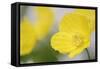 Yellow Poppy, Welsh Poppy, Meconopsis Cambrica-Andreas Keil-Framed Stretched Canvas