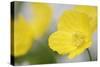 Yellow Poppy, Welsh Poppy, Meconopsis Cambrica-Andreas Keil-Stretched Canvas