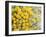 Yellow Puff Balls-George Johnson-Framed Photographic Print