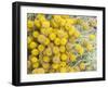 Yellow Puff Balls-George Johnson-Framed Photographic Print