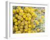 Yellow Puff Balls-George Johnson-Framed Photographic Print