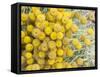 Yellow Puff Balls-George Johnson-Framed Stretched Canvas