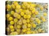 Yellow Puff Balls-George Johnson-Stretched Canvas