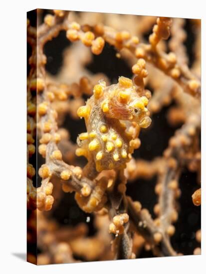 Yellow Pygmy Seahorse (Hippocampus Bargibanti), Sulawesi, Indonesia, Southeast Asia, Asia-Lisa Collins-Stretched Canvas