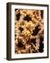 Yellow Pygmy Seahorse (Hippocampus Bargibanti), Sulawesi, Indonesia, Southeast Asia, Asia-Lisa Collins-Framed Photographic Print