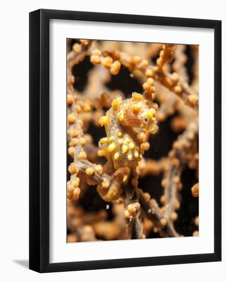 Yellow Pygmy Seahorse (Hippocampus Bargibanti), Sulawesi, Indonesia, Southeast Asia, Asia-Lisa Collins-Framed Photographic Print