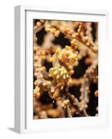 Yellow Pygmy Seahorse (Hippocampus Bargibanti), Sulawesi, Indonesia, Southeast Asia, Asia-Lisa Collins-Framed Photographic Print