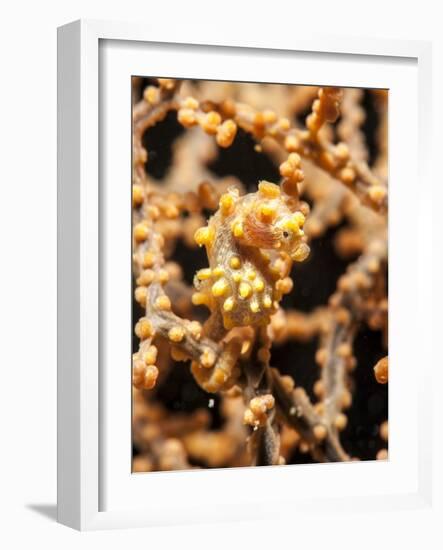 Yellow Pygmy Seahorse (Hippocampus Bargibanti), Sulawesi, Indonesia, Southeast Asia, Asia-Lisa Collins-Framed Photographic Print