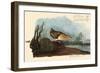 Yellow Rail-John James Audubon-Framed Giclee Print