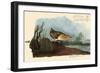 Yellow Rail-John James Audubon-Framed Giclee Print