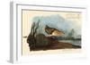Yellow Rail-John James Audubon-Framed Giclee Print