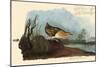 Yellow Rail-John James Audubon-Mounted Giclee Print