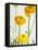 Yellow Ranunculus-Michelle Garrett-Framed Stretched Canvas