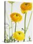Yellow Ranunculus-Michelle Garrett-Stretched Canvas