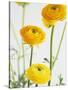 Yellow Ranunculus-Michelle Garrett-Stretched Canvas