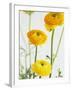 Yellow Ranunculus-Michelle Garrett-Framed Photographic Print