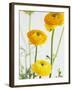 Yellow Ranunculus-Michelle Garrett-Framed Photographic Print