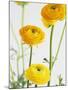 Yellow Ranunculus-Michelle Garrett-Mounted Photographic Print