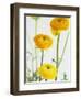 Yellow Ranunculus-Michelle Garrett-Framed Photographic Print