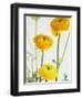 Yellow Ranunculus-Michelle Garrett-Framed Photographic Print