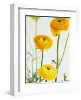 Yellow Ranunculus-Michelle Garrett-Framed Photographic Print