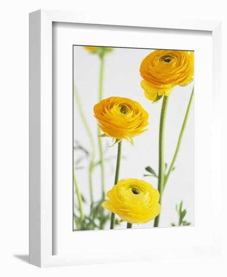 Yellow Ranunculus-Michelle Garrett-Framed Photographic Print