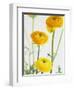 Yellow Ranunculus-Michelle Garrett-Framed Photographic Print