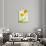 Yellow Ranunculus-Michelle Garrett-Photographic Print displayed on a wall