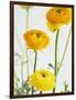 Yellow Ranunculus-Michelle Garrett-Framed Photographic Print