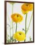 Yellow Ranunculus-Michelle Garrett-Framed Photographic Print