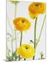 Yellow Ranunculus-Michelle Garrett-Mounted Photographic Print