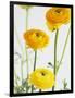 Yellow Ranunculus-Michelle Garrett-Framed Photographic Print